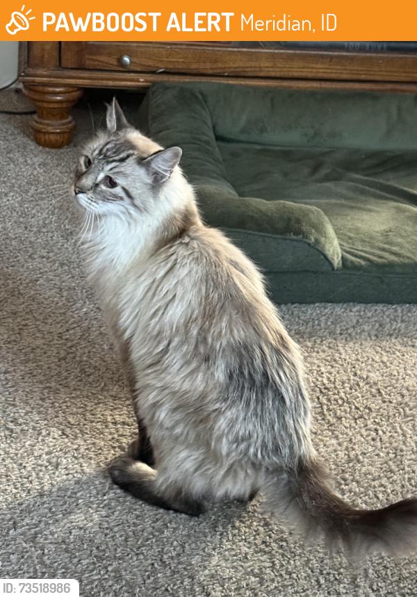 Found/Stray Female Cat last seen Linder and McMillan, Meridian, ID 83713