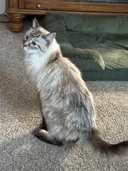 Found/Stray Female Cat last seen Linder and McMillan, Meridian, ID 83713