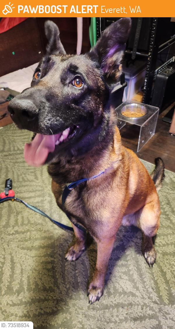 Found/Stray Male Dog last seen 34th and Wetmore, Everett, WA 98201