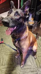 Found/Stray Male Dog last seen 34th and Wetmore, Everett, WA 98201