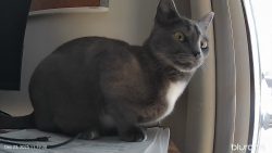 Lost Female Cat last seen Jefferson and Dover st, Shelby, NC 28150
