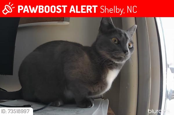 Lost Female Cat last seen Jefferson and Dover st, Shelby, NC 28150