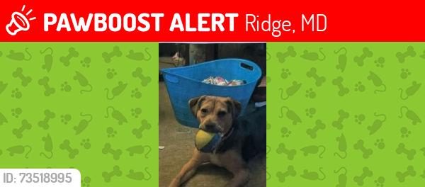 Lost Female Dog last seen Miller's Wharf Rd, Rt. 5, Ridge, MD 20680