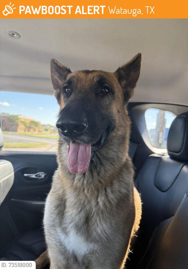 Found/Stray Male Dog last seen Wautaga Blvd and Hwy 377, Watauga, TX 76148