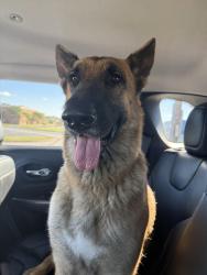Found/Stray Male Dog last seen Wautaga Blvd and Hwy 377, Watauga, TX 76148
