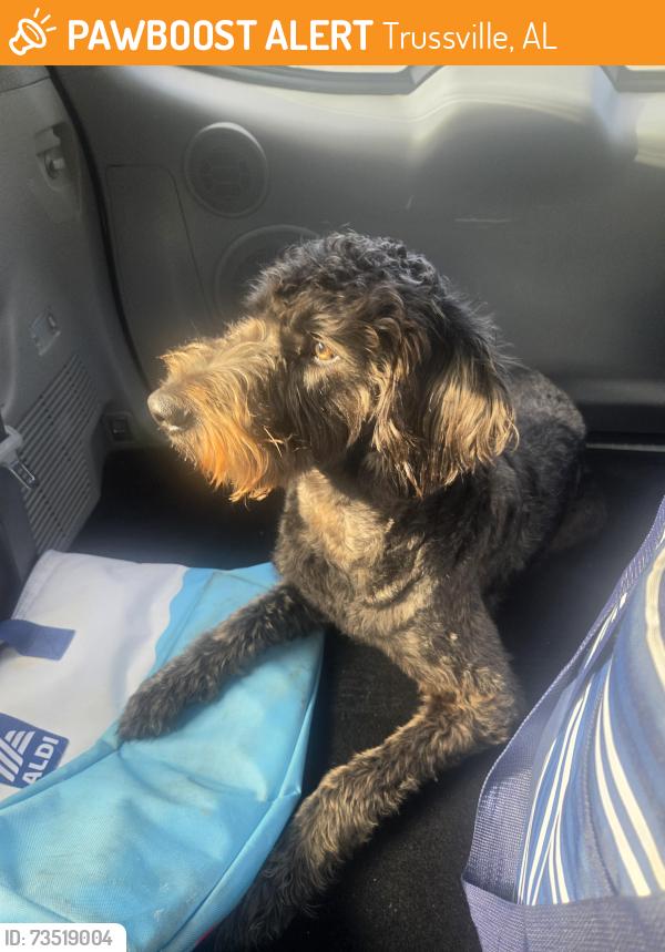 Found/Stray Male Dog last seen Magnolia Elementary School, Trussville, AL 35173