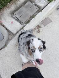 Reunited Female Dog last seen DeBary Town Hall, DeBary, FL 32713