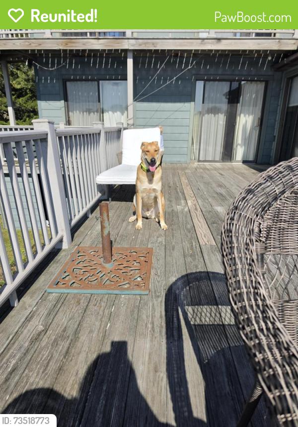 Reunited Male Dog last seen S. Irma Pt/ Cardinal st., Lecanto, FL 34461