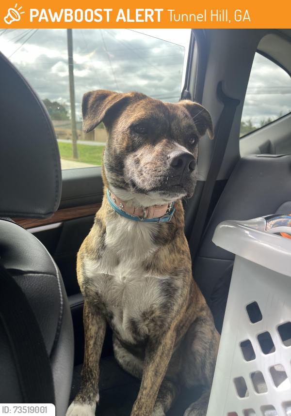 Found/Stray Female Dog last seen Oak Street Tunnel Hill, Ga, Tunnel Hill, GA 30755
