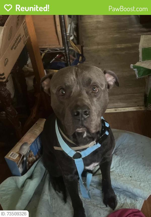 Reunited Male Dog last seen Cr 647 by the dollar general, Sumter County, FL 33513