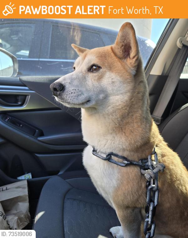 Found/Stray Male Dog last seen Boswell High School Campus, Fort Worth, TX 76179
