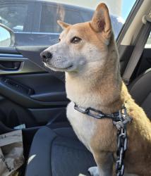 Found/Stray Male Dog last seen Boswell High School Campus, Fort Worth, TX 76179