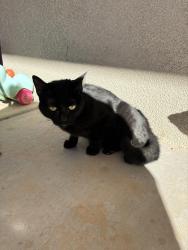 Found/Stray Unknown Cat last seen Edinburgh and Camino Azul, Rio Rancho, NM 87144