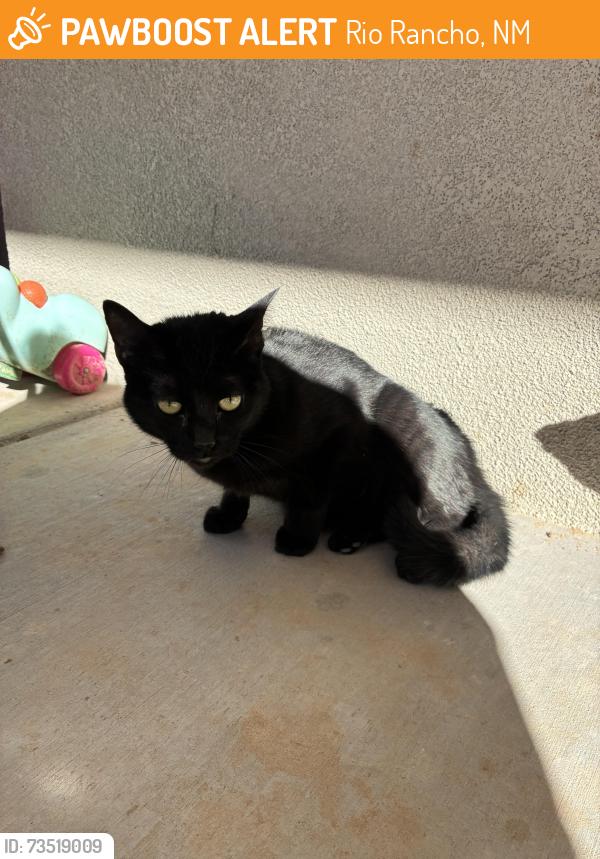 Found/Stray Unknown Cat last seen Edinburgh and Camino Azul, Rio Rancho, NM 87144