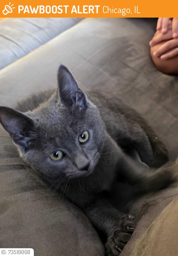 Found/Stray Unknown Cat last seen Lamont and Belden Alley, Chicago, IL 60639