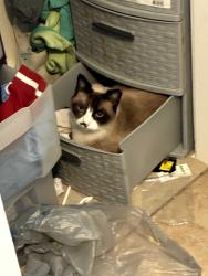 Lost Female Cat last seen Mountain view st, Glenn Heights, TX 75154
