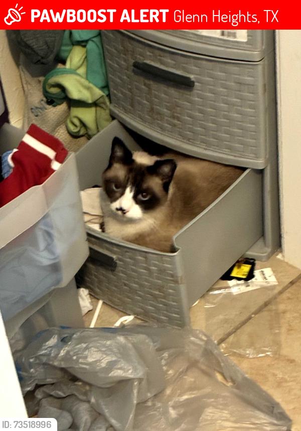 Lost Female Cat last seen Mountain view st, Glenn Heights, TX 75154