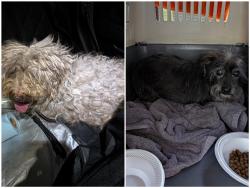 Found/Stray Male Dog last seen The church at the corner of Hollywood and Stewart, Sunrise Manor, NV 89110