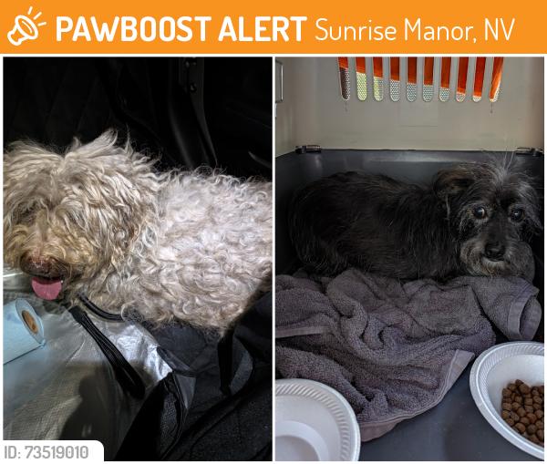 Found/Stray Male Dog last seen The church at the corner of Hollywood and Stewart, Sunrise Manor, NV 89110