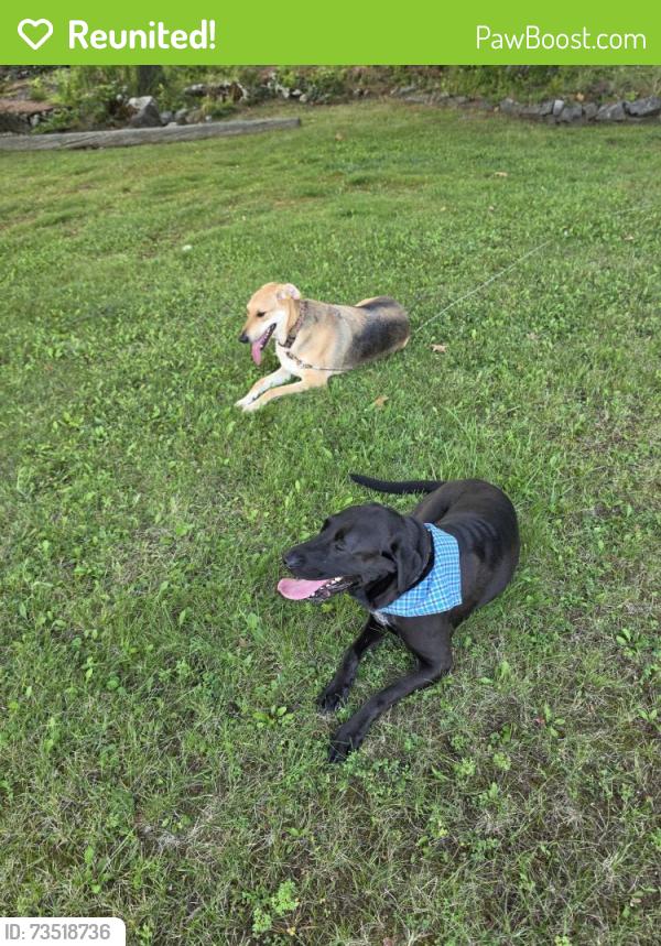 Reunited Male Dog last seen Cardinal road, Lecanto, FL 34461