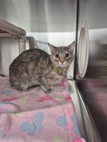 Shelter Stray Female Cat last seen Near BLOCK MACK AVE DETROIT MI 48224, 1431 E Ferry St, Detroit, MI 48211, USA