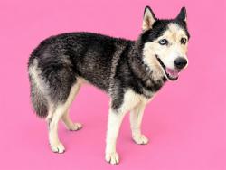 Shelter Stray Female Dog last seen LAS, 3599 NW 79th Ave, Doral, FL 33122, USA