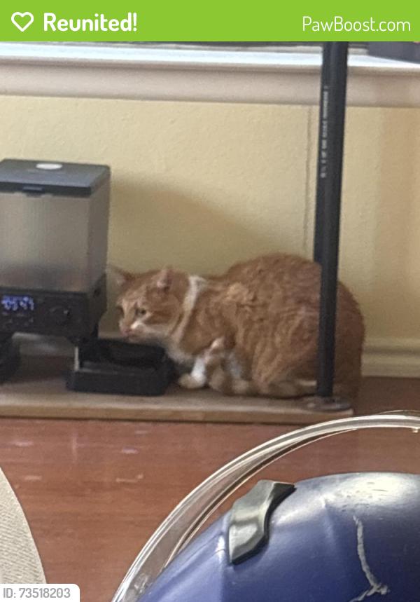Reunited Male Cat last seen Near meadow dl, Converse, TX 78109