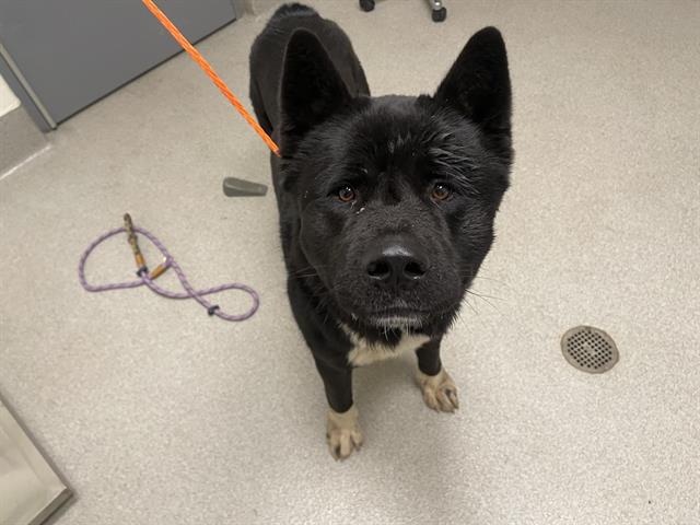 Shelter Stray Male Dog last seen Near BLOCK AUBURN RAVINE RD, 11232 B Ave, Auburn, CA 95603, USA