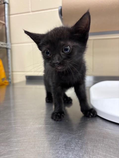 Shelter Stray Female Cat last seen , 232 Eslinger Way, Sanford, FL 32773, USA