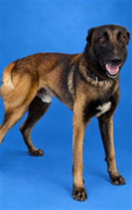 Shelter Stray Male Dog last seen SW 187 AVE & SW 288 ST, 3599 NW 79th Ave, Doral, FL 33122, USA