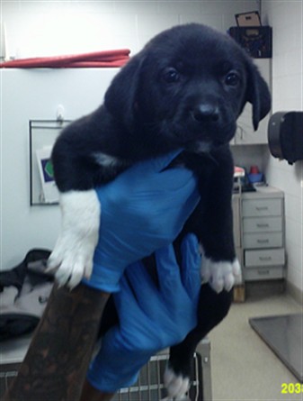 Shelter Stray Unknown Dog last seen N MILITARY AVE & NW 84TH ST, 2811 SE 29th St, Oklahoma City, OK 73129, USA