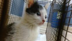 Shelter Stray Male Cat last seen Near BLOCK NW 60 ST, 3599 NW 79th Ave, Doral, FL 33122, USA