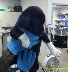 Shelter Stray Unknown Dog last seen N MILITARY AVE & NW 84TH ST, 2811 SE 29th St, Oklahoma City, OK 73129, USA
