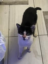 Shelter Stray Unknown Cat last seen Near BLOCK SW 182 ST, 3599 NW 79th Ave, Doral, FL 33122, USA