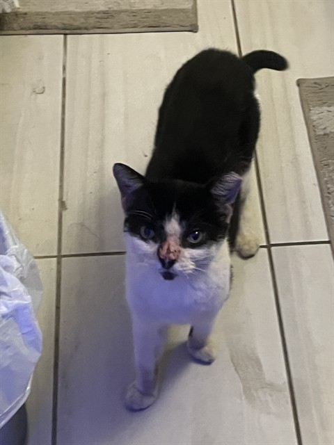 Shelter Stray Unknown Cat last seen Near BLOCK SW 182 ST, 3599 NW 79th Ave, Doral, FL 33122, USA