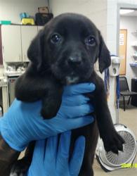 Shelter Stray Unknown Dog last seen N MILITARY AVE & NW 84TH ST, 2811 SE 29th St, Oklahoma City, OK 73129, USA