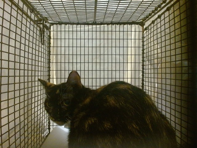 Shelter Stray Female Cat last seen LAS, 3599 NW 79th Ave, Doral, FL 33122, USA