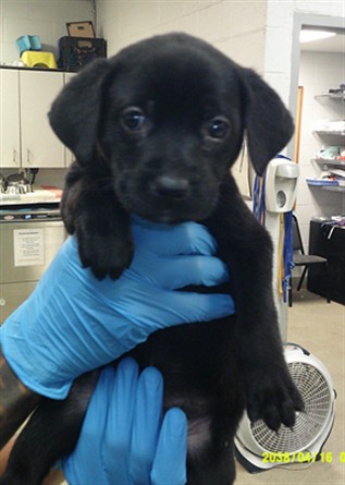 Shelter Stray Unknown Dog last seen N MILITARY AVE & NW 84TH ST, 2811 SE 29th St, Oklahoma City, OK 73129, USA