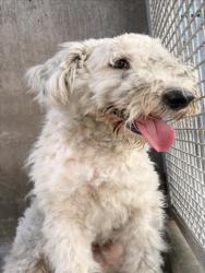 Shelter Stray Female Dog last seen , 11361 W Pico Blvd, Los Angeles, CA 90064, USA