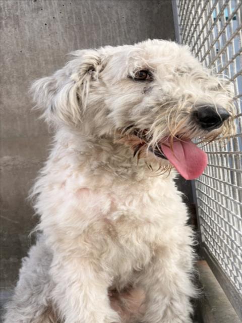 Shelter Stray Female Dog last seen , 11361 W Pico Blvd, Los Angeles, CA 90064, USA