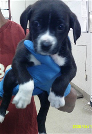 Shelter Stray Unknown Dog last seen N MILITARY AVE & NW 84TH ST, 2811 SE 29th St, Oklahoma City, OK 73129, USA