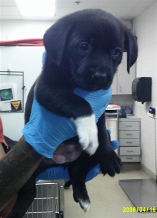 Shelter Stray Female Dog last seen N MILITARY AVE & NW 84TH ST, 2811 SE 29th St, Oklahoma City, OK 73129, USA