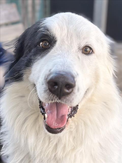 Shelter Stray Male Dog last seen , 11361 W Pico Blvd, Los Angeles, CA 90064, USA