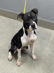 Shelter Stray Male Dog last seen , 655 N Mojave Rd, Las Vegas, NV 89101, USA