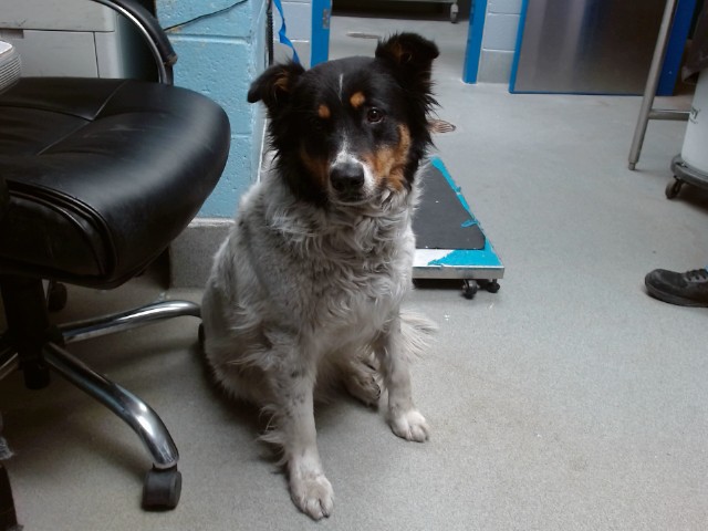 Shelter Stray Female Dog last seen CENTRAL AND WASHINGTON, 8920 Lomas Blvd NE, Albuquerque, NM 87112, USA