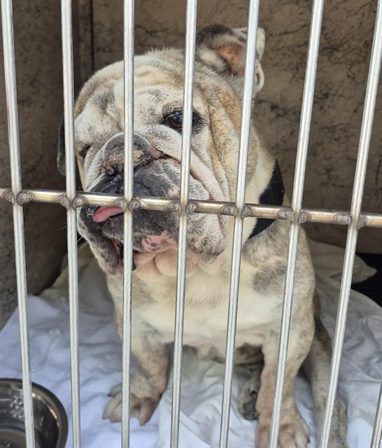 Shelter Stray Male Dog last seen Near BLOCK TOPAZ ST, HENDERSON NV 89074, 655 N Mojave Rd, Las Vegas, NV 89101, USA