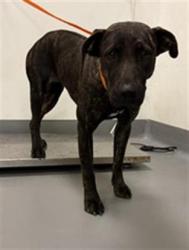 Shelter Stray Female Dog last seen Near BLOCK BROWN AVE, NUEVO, CA, 581 S Grand Ave, San Jacinto, CA 92582, USA