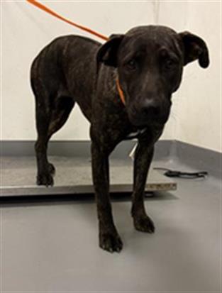 Shelter Stray Female Dog last seen Near BLOCK BROWN AVE, NUEVO, CA, 581 S Grand Ave, San Jacinto, CA 92582, USA