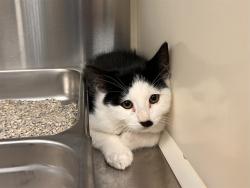 Shelter Stray Male Cat last seen Near BLOCK E PIKES PEAK AVE, COLORADO SPRINGS CO 80916, 610 Abbot Ln, Colorado Springs, CO 80905, USA