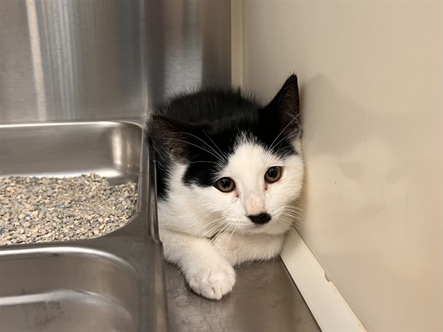 Shelter Stray Male Cat last seen Near BLOCK E PIKES PEAK AVE, COLORADO SPRINGS CO 80916, 610 Abbot Ln, Colorado Springs, CO 80905, USA